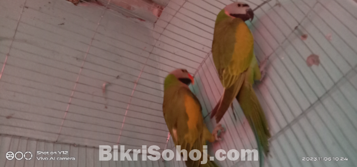 Christian parrot-মদনা টিয়া